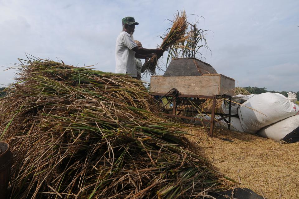 Buruh tani merontokkan padi dengan mesin tradisional saat panen di Pelem, Simo, Boyolali, Jawa Tengah, Minggu (5/3/2023). Badan Pangan Nasional (Bapanas) menargetkan Stabilisasi Pasokan dan Harga Pangan (SPHP) beras pada 2023 sebesar 1,2 juta ton dengan m