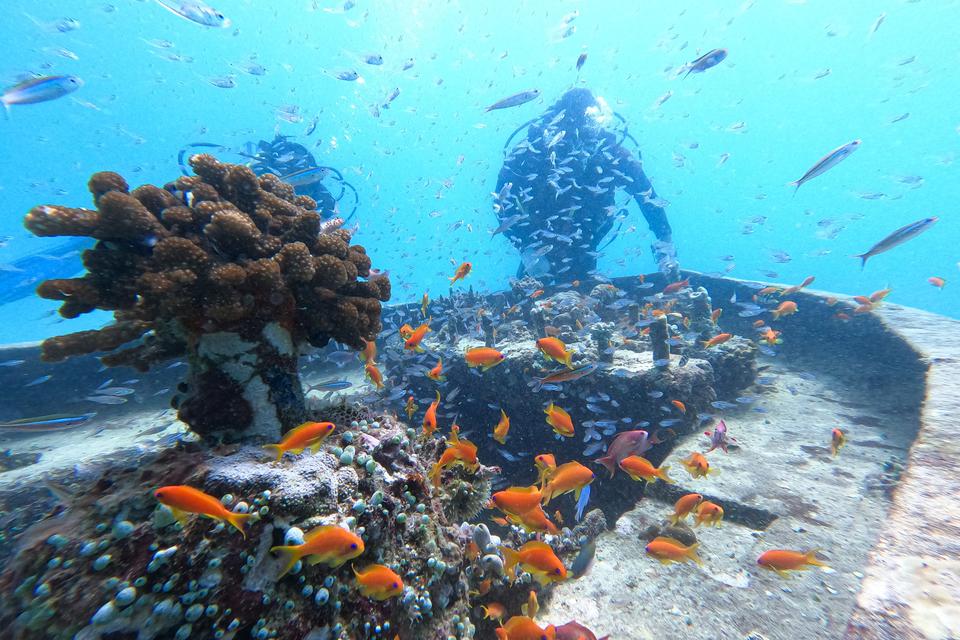 Pegiat lingkungan dari Yayasan Coral Oasis memantau transplantasi terumbu karang yang ditanam sejak 2019 dengan metode bioreeftek di Pantai Teupin Sirkui, Iboih, Kota Sabang, Aceh, Minggu (5/3/2023). Rehabilitasi terumbu karang dilakukan oleh Yayasan Cora