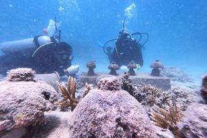 TRANSPLANTASI TERUMBU KARANG DI SABANG