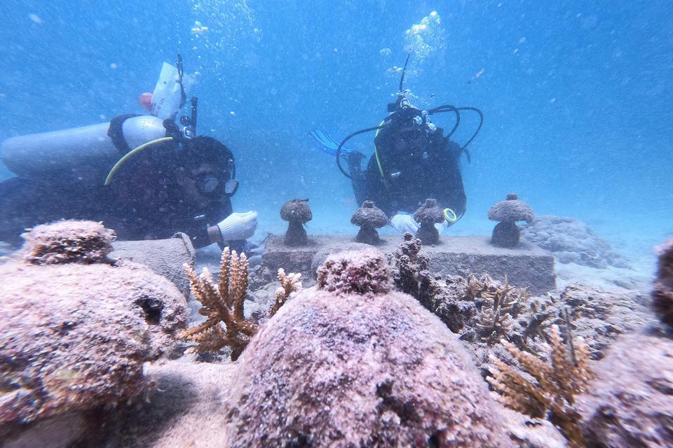 Pegiat lingkungan dari Yayasan Coral Oasis memantau transplantasi terumbu karang yang ditanam sejak 2019 dengan metode bioreeftek di Pantai Teupin Sirkui, Iboih, Kota Sabang, Aceh, Minggu (5/3/2023). Rehabilitasi terumbu karang dilakukan oleh Yayasan Cora