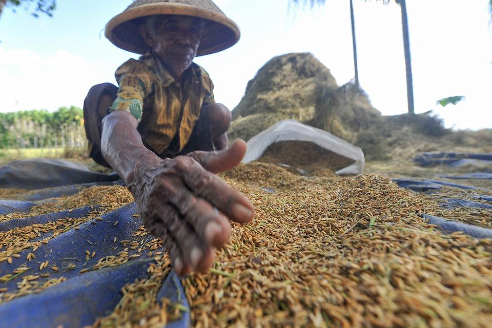Petani mengumpulkan gabah hasil panen di areal persawahan Pasir Putih, Muara Sabak Barat, Tanjungjabung Timur, Jambi, Kamis (9/3/2023). 