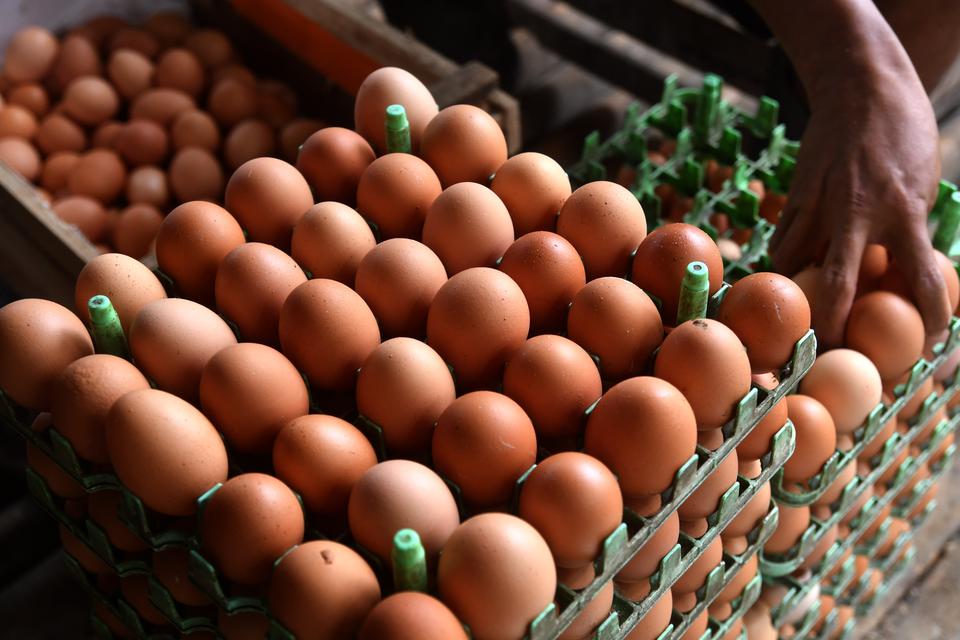 harga telur, telur ayam, jagung, subsidi