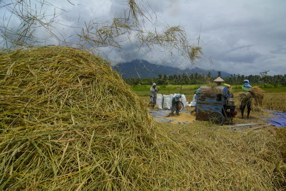 Sejumlah buruh tani merontokkan padi dengan mesin saat panen di Desa Binangga, Sigi, Sulawesi Tengah, Minggu (12/3/2023). 
