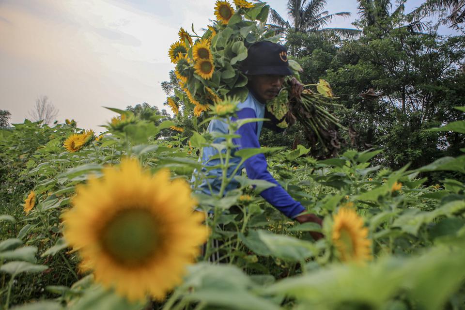 Petani memanen bunga matahari di kebunnya di Sepatan, Kabupaten Tangerang, Banten, Minggu (12/3/2023). Bunga matahari yang sudah dipanen tersebut dijual ke pedagang tanaman hias dengan harga Rp1.000 per tangkai.