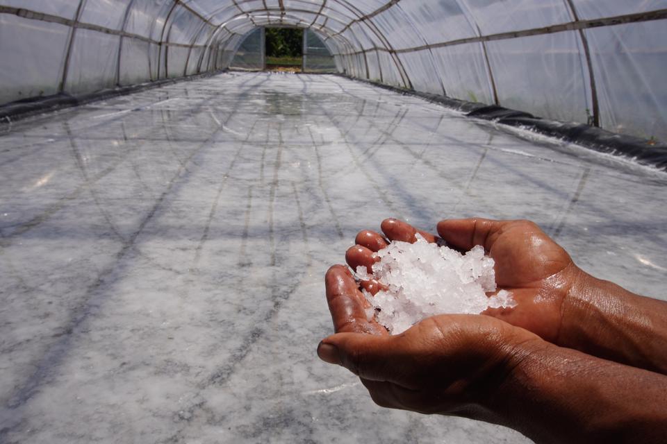 Petani menunjukan garam hasil penguapan di Rumah Tunel Produksi Garam, Bajulmati, Gajahrejo, Gedangan, Malang, Jawa Timur, Senin (13/3/2023). 