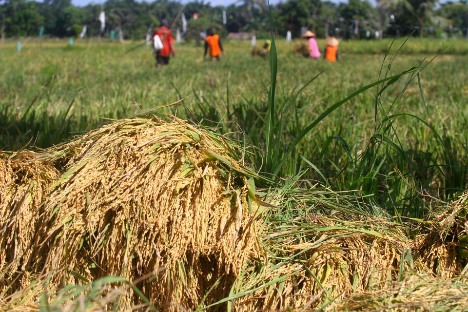 Petani memanen padi di Kecamatan Batang Alai Selatan, Kabupaten Hulu Sungai Tengah, Kalimantan Selatan, Rabu (15/3/2023). Pemerintah Provinsi Kalimantan Selatan menyatakan mampu meningkatkan produksi padi hingga lebih dari 1,2 juta ton untuk kebutuhan IKN