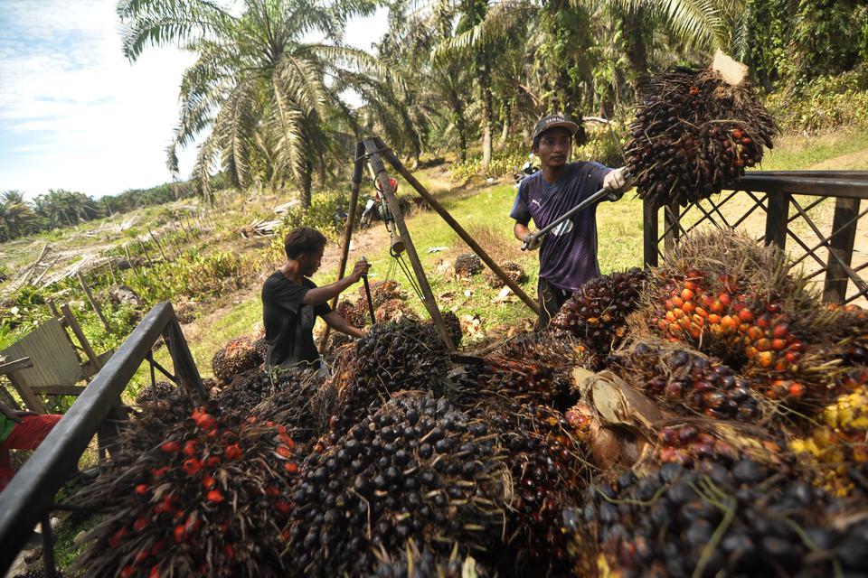 Pekerja mengangkut Tandan Buah Segar (TBS) kelapa sawit ke atas mobil di Kota Bengkulu, Provinsi Bengkulu, Senin (27/3/2023). 