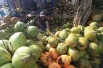 PERMINTAAN KELAPA MUDA MENINGKAT SAAT RAMADHAN