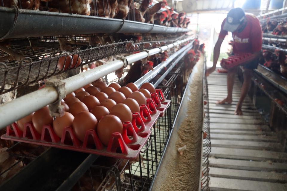 Pekerja mengumpulkan telur ayam di peternakan Desa Mojotengah, Kecamatan Bareng, Kabupaten Jombang, Jawa Timur, Selasa (4/4/2023). Harga telur ayam saat ini di tingkat peternak berkisar Rp23.500-Rp24 ribu per kilogram naik dari sebelumnya Rp22.800 per kg,