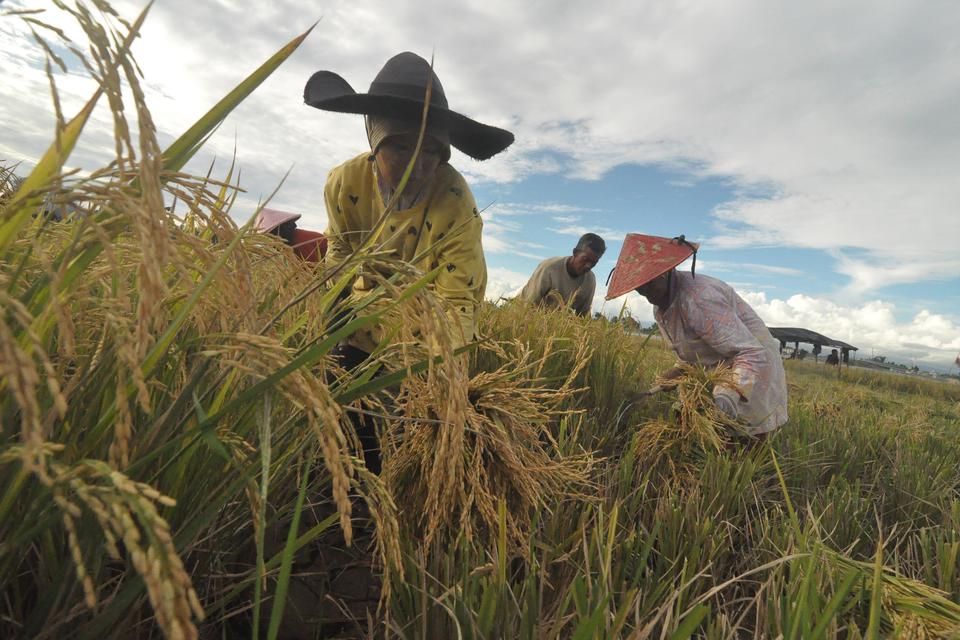 Petani memanen padi di Bangka Hulu, Kota Bengkulu, Bengkulu, Kamis (06/4/2023). 