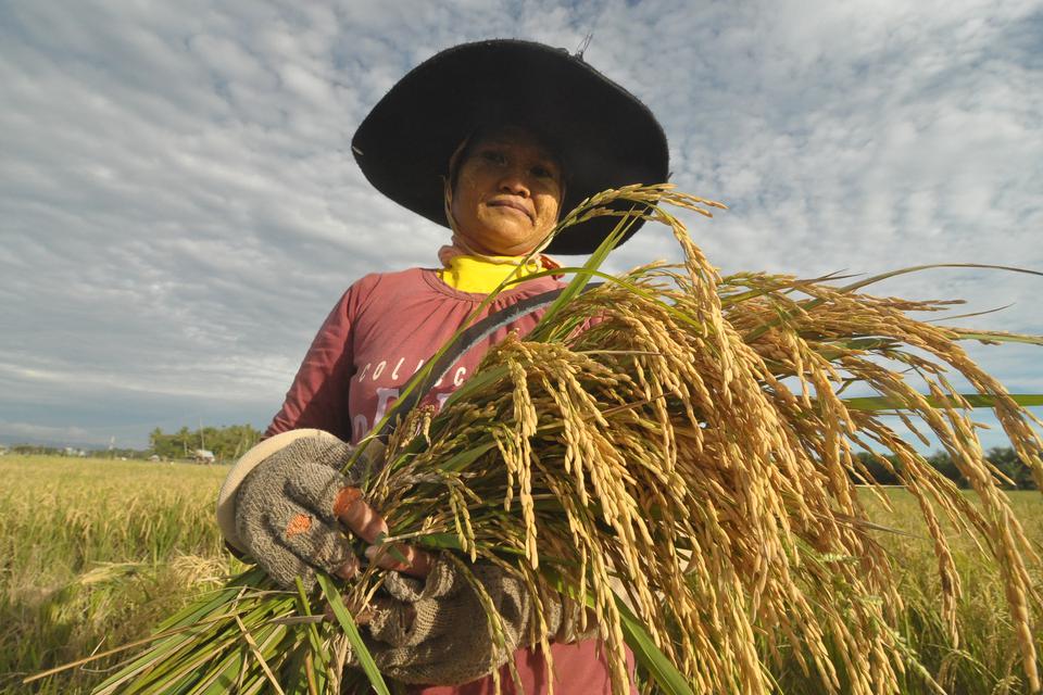 Kementan Yakin Fenomena El Nino Tak Pengaruhi Produksi Padi Petani ...