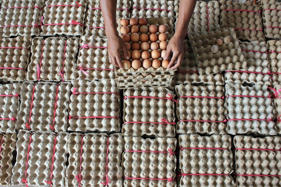 Pekerja menyusun telur ayam di peternakan Desa Pematang Biara, Kabupaten Deli Serdang, Sumatera Utara, Jumat (7/4/2023). Pemilik ternak ayam petelur mengaku, permintaan telur ayam menjelang Hari Raya Idul Fitri 1444 H mengalami peningkatan sebesar 50 hing