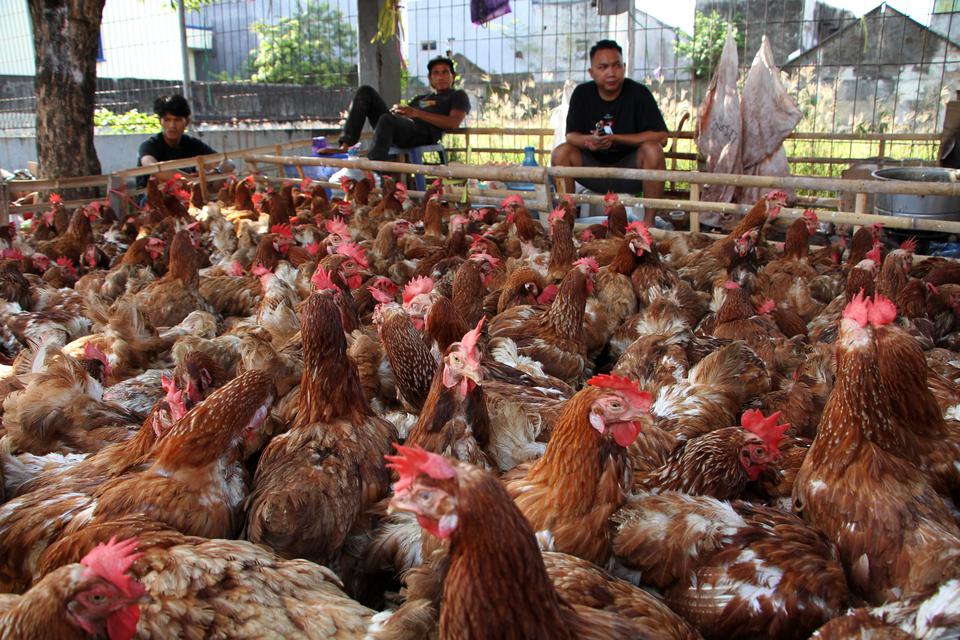 Indonesia Ekspor Perdana 41,5 Juta Ton Ayam Hidup ke Singapura
