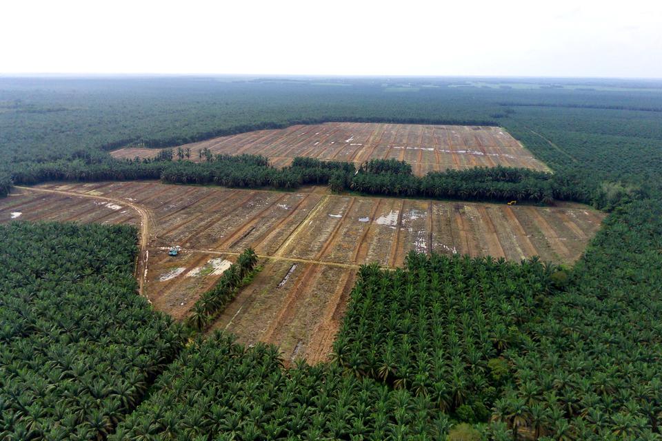 Foto udara lokasi menumbangkan pohon kelapa sawit di Mesuji Raya, Ogan Komering Ilir, Sumatera Selatan, Sabtu (29/4/2023). 