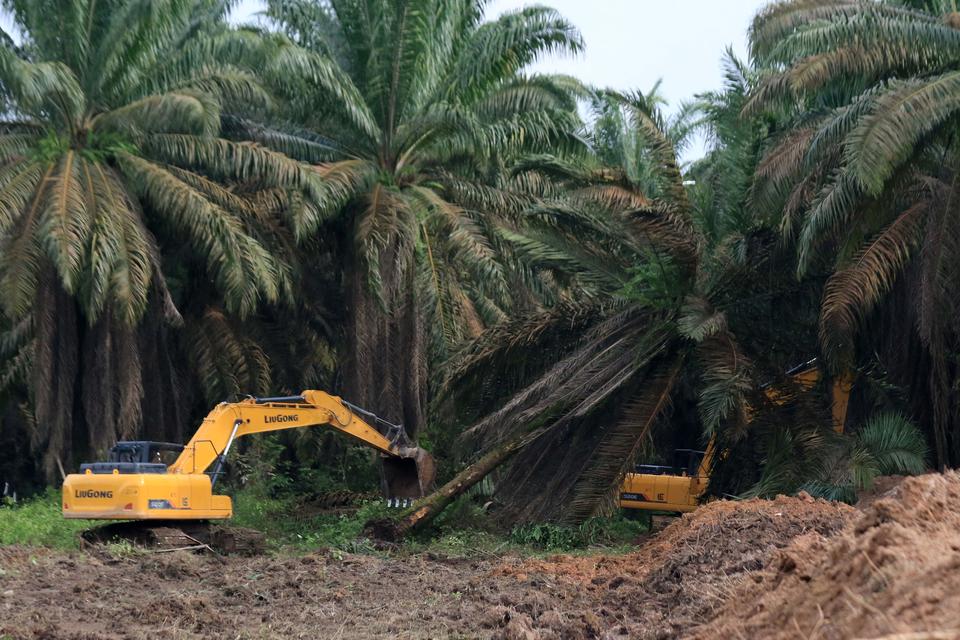 Pekerja menggunakan alat berat untuk menumbangkan pohon kelapa sawit di Mesuji Raya, Ogan Komering Ilir, Sumatera Selatan, Sabtu (29/4/2023). 