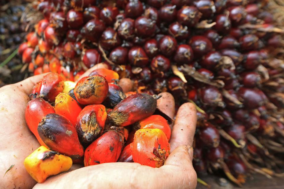 Pekerja menunjukkan kelapa sawit di Mesuji Raya, Ogan Komering Ilir, Sumatera Selatan, Sabtu (29/4/2023). Gabungan Pengusaha Kelapa Sawit Indonesia (GAPKI) mencatat stok minyak sawit per bulan Februari 2023 sebanyak 2,63 juta ton atau menyusut dari posisi