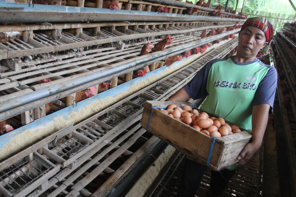 Pekerja memanen telur ayam ras di sentra peternakan ayam petelur di Wonokoyo, Malang, Jawa Timur, Selasa (9/5/2023). Menurut peternak, dalam dua pekan terakhir harga telur ayam ras di tingkat peternak naik dari Rp22 ribu menjadi Rp25 ribu per kilogram bah