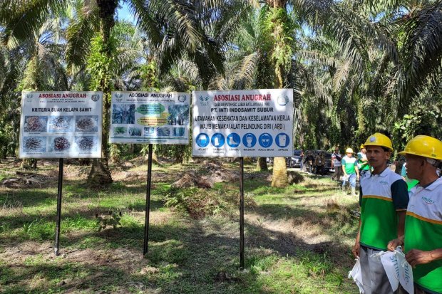 Koalisi Transisi Bersih Minta Petani Sawit Dilibatkan dalam Rantai Pasok B50