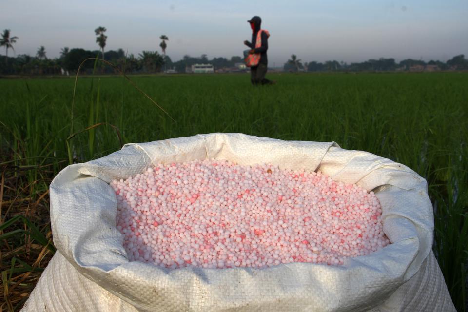 Petani memupuk tanaman padi di Kabupaten Gowa, Sulawesi Selatan, Selasa (23/5/2023). Kementerian Keuangan mencatat penyaluran bantuan pupuk dan benih untuk petani hingga April 2023 mencapai Rp274,4 miliar atau 73,6 persen dari total realisasi anggaran b