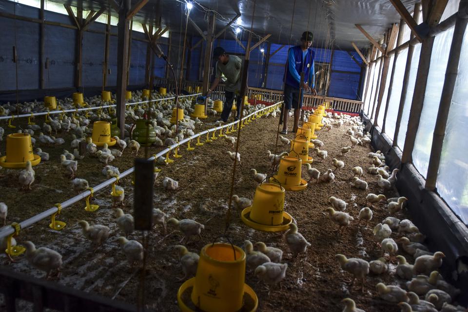 Peternak memberikan pakan ayam broiler di Dzeta Farm, Desa Margaluyu, Kabupaten Tasikmalaya, Jawa Barat, Selasa (23/5/2023). Menurut peternak harga ayam di tingkat peternak naik menjadi Rp40 ribu per kilogram dari sebelumnya Rp32 ribu yang disebabkan adan