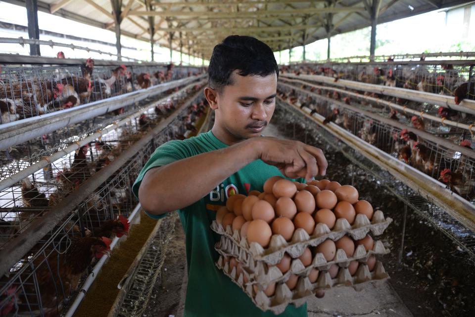 Peternak mengumpulkan telur ayam di peternakan Unit Pelaksana Teknis Dinas Balai Ternak Non Ruminansia Dinas Peternakan Provinsi Aceh, di kabupaten Aceh Besar, Aceh, Rabu (24/5/2023). Dinas Peternakan Provinsi Aceh mancatat produksi telur ayam ras di daer