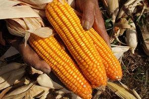 Harga jagung di Jeneponto naik