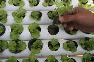 Petani milenial budi daya selada hidroponik