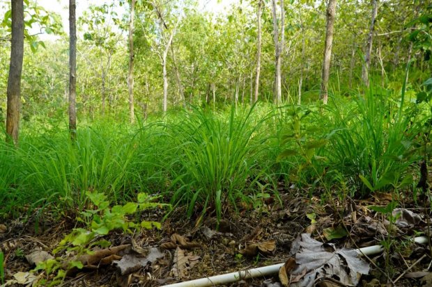 Geoforest Watu Payung berencana mengelola rantai pasok sereh wangi untuk melengkapi ekowisatanya, sekaligus membuka lapangan kerja untuk Desa Girisuko.