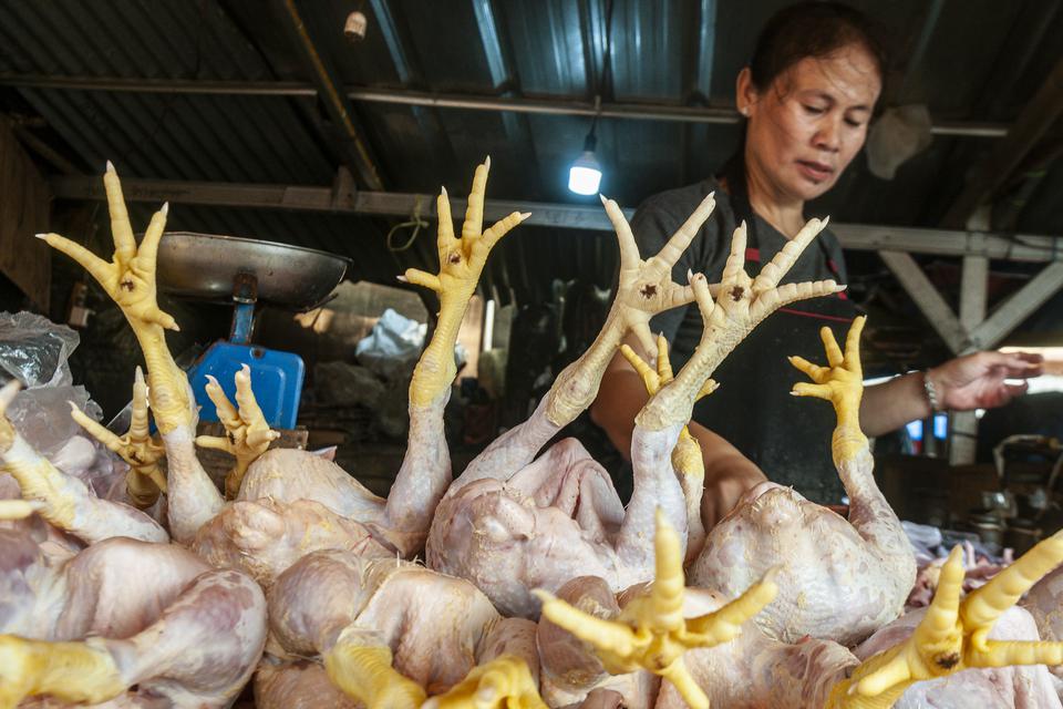 Pedagang memotong daging ayam di Pasar Rangkasbitung, Lebak, Banten, Sabtu (3/6/2023). Menurut para pedagang di pasar tersebut, harga daging ayam potong dalam sepekan terakhir mengalami kenaikan dari Rp38 ribu menjadi Rp40 ribu per kilogramnya imbas dari 