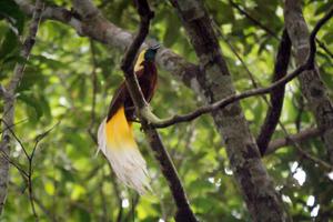 Burung Cendrawasih di Papua