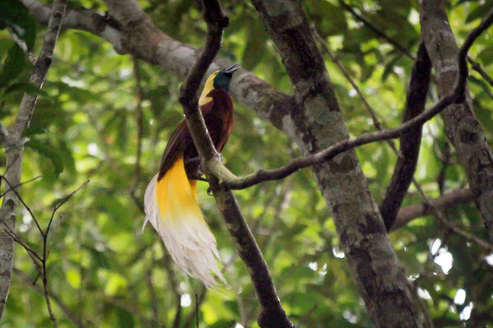 Seekor burung cendrawasih (Paradisaeidae) hinggap di pohon di Kampung Rhepang Muaif, Distrik Nimbrokrang, Jayapura, Papua, Minggu (4/6/2023). 