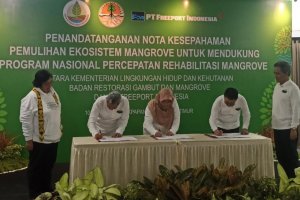 BRGM, Kementerian Lingkungan Hidup, PT Freeport Indonesia bekerja sama dalam memulihkan ekosistem mangrove 2.000 hektare di Kalimantan Timur
