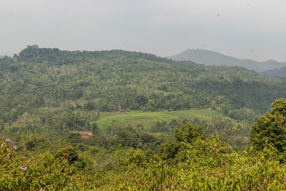 Area hutan adat Kasepuhan Pasir Eurih di Sobang, Lebak, Banten, Rabu (14/6/2023). Kementerian Lingkungan Hidup dan Kehutanan (KLHK) berupaya mempercepat penetapan hutan adat di 40 lokasi hutan di Indonesia, sesuai dengan rekomendasi Komisi Nasional Hak As