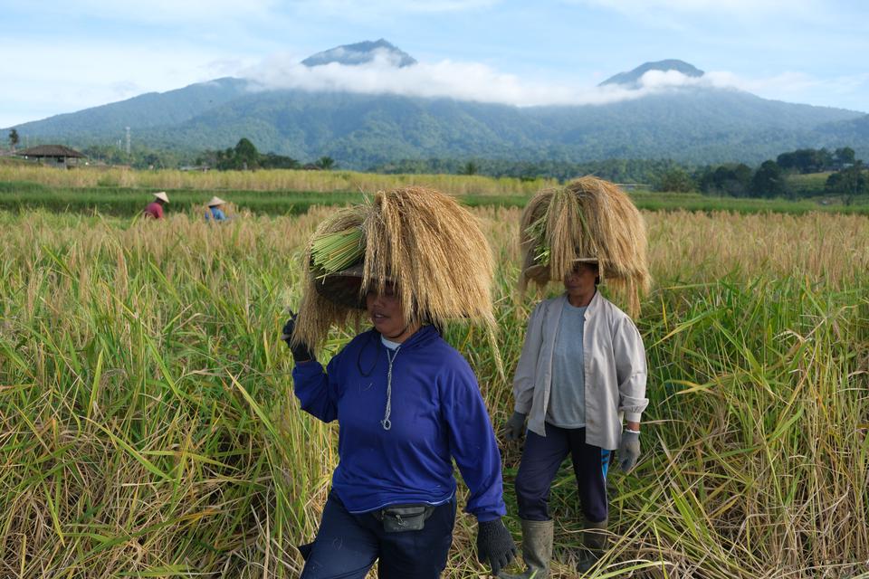 Sejumlah petani membawa padi beras merah saat panen raya di persawahan Jatiluwih, Tabanan, Bali, Jumat (16/6/2023). Panen raya padi beras merah yang digelar setiap setahun sekali tepatnya pada bulan Juni tersebut sebagai daya tarik wisata dan untuk mening