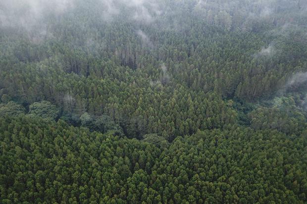 Indonesia menjadi negara kedelapan yang memiliki hutan terluas di dunia dengan luas mencapai 92 juta ha yang diharapkan mampu menyerap emisi karbon dari persoalan iklim secara global.