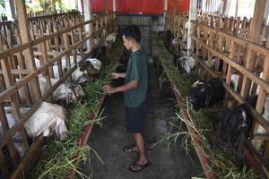 Pasokan hewan kurban di Jakarta