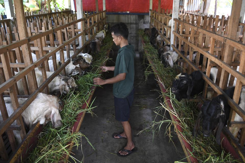 Pekerja memberi makan kambing asal Pacitan, Jawa Timur yang dijual untuk hewan kurban Idul Adha di kawasan Rorotan 2, Jakarta Utara, Selasa (20/6/2023).