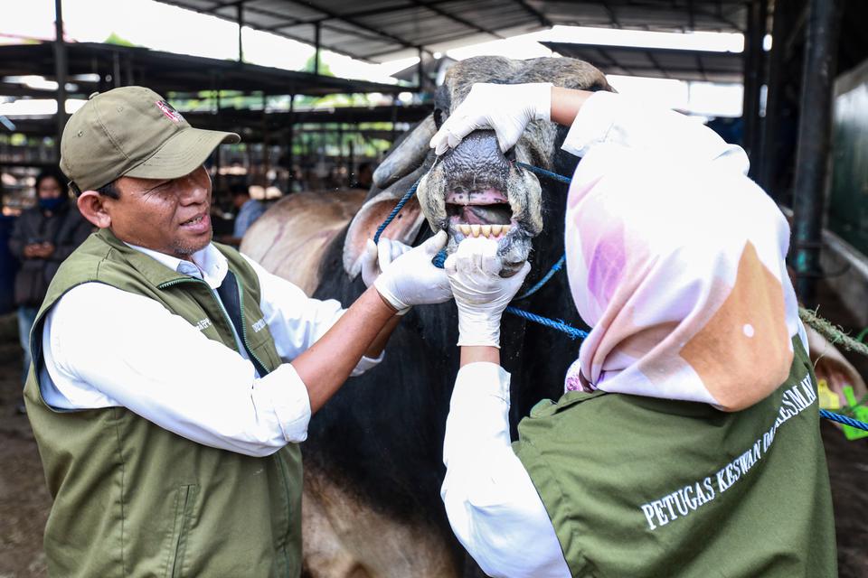 Petugas DKP3 memeriksa mulut serta gigi sapi hewan kurban di CV Puput Bersaudara, Rangkapan Jaya, Depok, Jawa Barat, Rabu (21/6/2023). Dinas Ketahanan Pangan, Pertanian dan Perikanan (DKP3) Kota Depok melakukan pemeriksaan kesehatan hewan kurban secara be