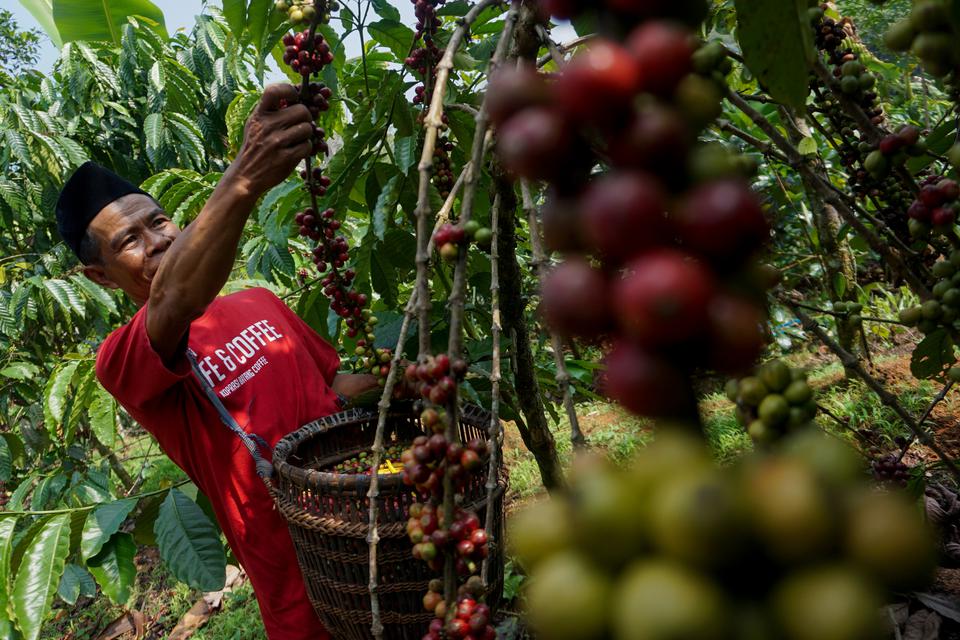 Petani memanen kopi saat panen raya di lahan kopi Adinuso, Reban, Kabupaten Batang, Jawa Tengah, Rabu (21/6/2023).
