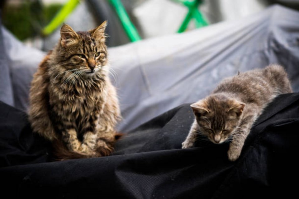 Gejala kucing rabies 