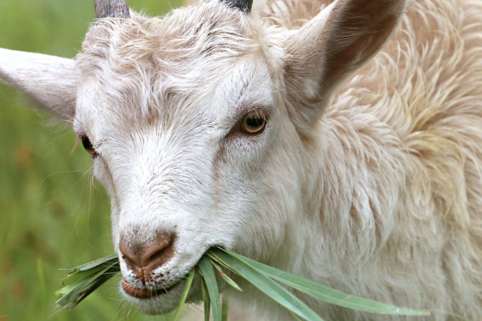 Ucapan Idul Adha Bahasa Jawa