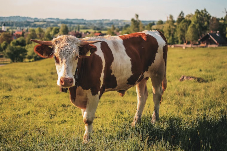 Ucapan Idul Adha Sunda