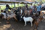 Permintaan Kambing Kurban di Pasar Hewan Aceh