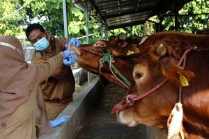 Pemeriksaan kesehatan hewan kurban di Tegal