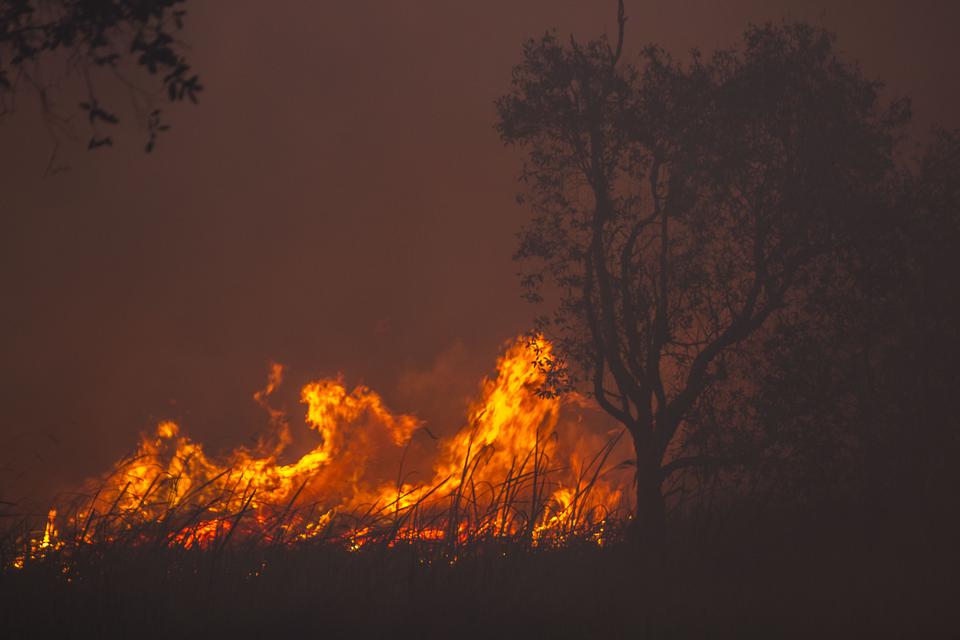 karhutla, kebakaran hutan