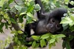 Perawatan bayi siamang di Jambi