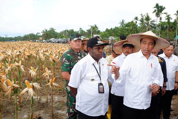 Presiden panen jagung di lumbung pangan Papua