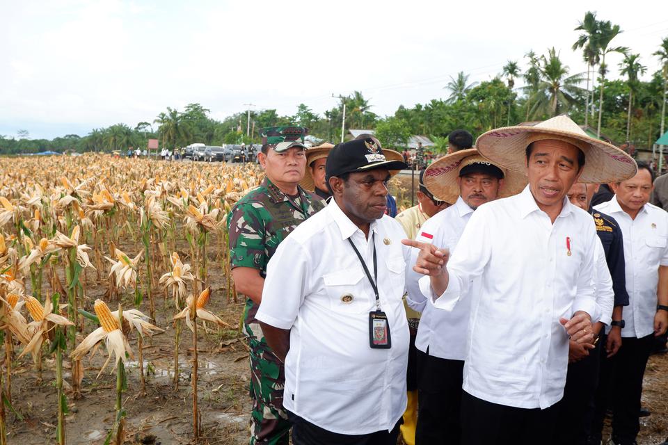 Presiden Joko Widodo (kanan) berbincang dengan Bupati Keerom Piter Gusbager (kiri) usai memanen jagung di kawasan lumbung pangan (food estate) Kampung Wambes, Distrik Mannem, Keerom, Papua, Kamis (6/7/2023). Panen perdana di lahan lumbung pangan tersebut 