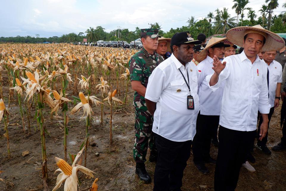 Presiden Joko Widodo (Jokowi) berbincang dengan Bupati Keerom Piter Gusbager usai memanen jagung di kawasan lumbung pangan (food estate) Kampung Wambes, Distrik Mannem, Keerom, Papua, Kamis (6/7/2023). 