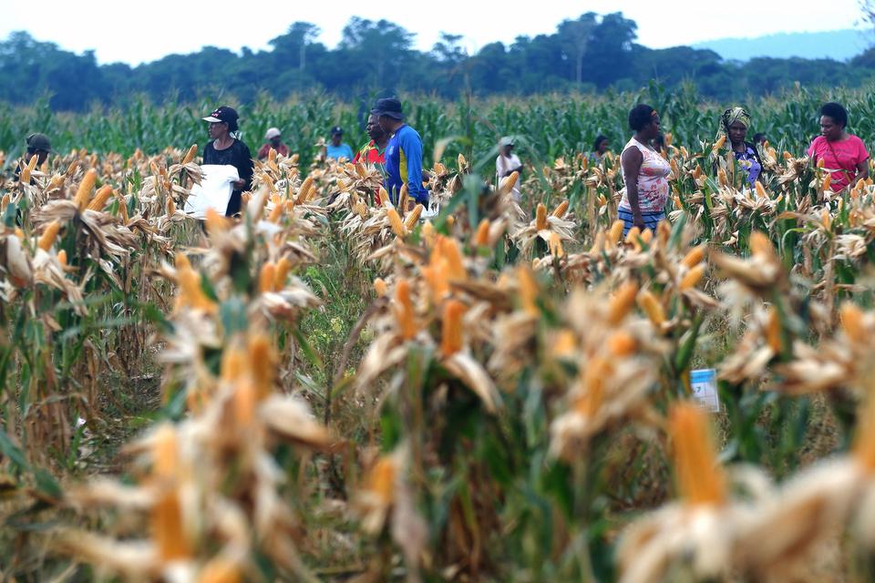 Petani memetik jagung saat panen perdana di kawasan lumbung pangan (food estate) Kampung Wambes, Distrik Mannem, Keerom, Papua, Kamis (06/07/2023). Lumbung pangan tersebut merupakan lahan pertanian percontohan guna memenuhi kebutuhan jagung nasional khusu